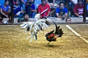 Hoạt Động Bên Trong Trường Gà Thomo 999