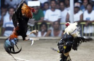 Giai đoạn 2 (Gà trưởng thành): "Vào Khuôn" Luyện Tập Tăng Lực