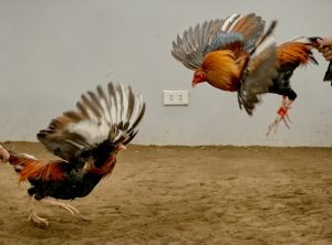 Hướng Dẫn Chi Tiết A-Z: Bí Quyết Ngâm Rượu Nghệ và Quy Trình Om Gà Chuẩn Sư Kê