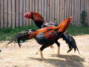 Bí Mật Kê Kinh: Hướng Dẫn Xem Ngày Chiến Kê Ra Trận A-Z Giúp Tăng Tỷ Lệ Thắng