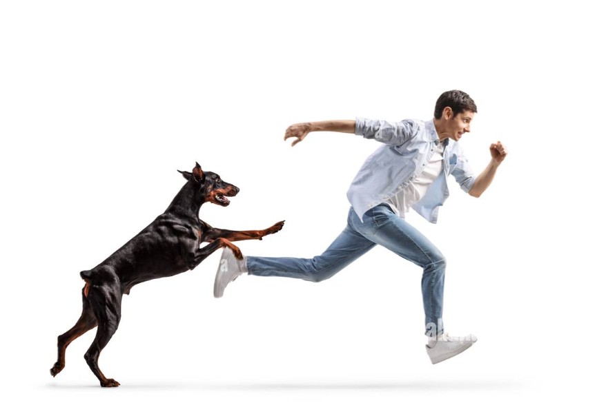 Giải mã chi tiết các giấc mơ về chó rượt